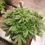 Grandpa Zombie IZI Contest