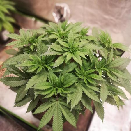 Grandpa Zombie IZI Contest