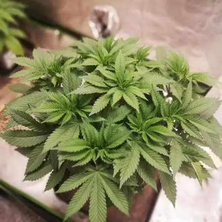 Grandpa Zombie IZI Contest