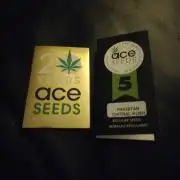 Pakistan Chitral Kush. Regular