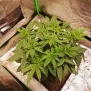 Grandpa Zombie IZI Contest