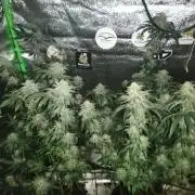 Sherbet Bananas🍌, Barney's Farm