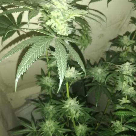 Lemon Cherry Runtz 100W LED