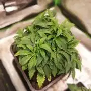 Grandpa Zombie IZI Contest