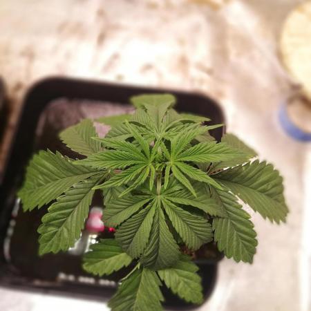 Eternity Grow cup 2026