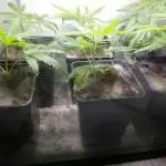 Clones from the mother Runt