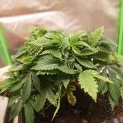 Grandpa Zombie IZI Contest