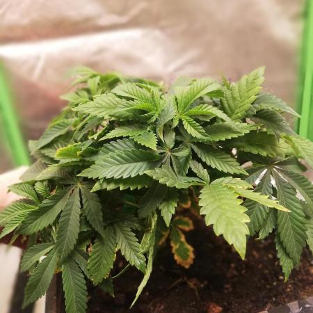 Grandpa Zombie IZI Contest