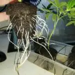 Clones from the mother Runt