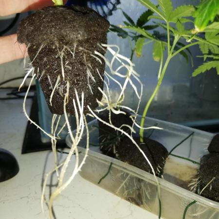 Clones from the mother Runt