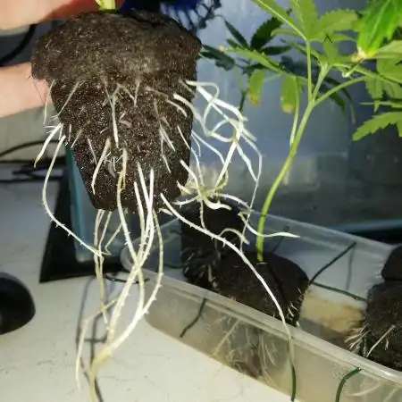 Clones from the mother Runt