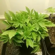 Grandpa Zombie IZI Contest