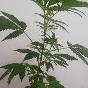 White Cheese.. Sensi seeds