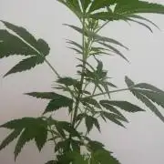 White Cheese.. Sensi seeds
