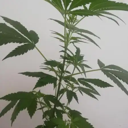 White Cheese.. Sensi seeds