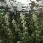 Sherbet Bananas🍌, Barney's Farm