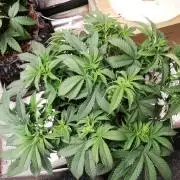 Grandpa Zombie IZI Contest