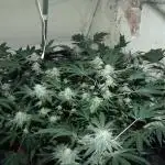 Unorthodox grow 1.2..Soil.  plant #1... clone 1.1.#PIMPMYGROW