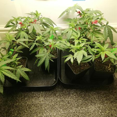 Clones from the mother, LC Runtz