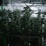 Sherbet Bananas🍌, Barney's Farm