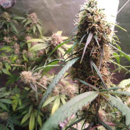 Cheesy Landrace GHSeeds