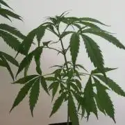 Cheesy Landrace GHSeeds