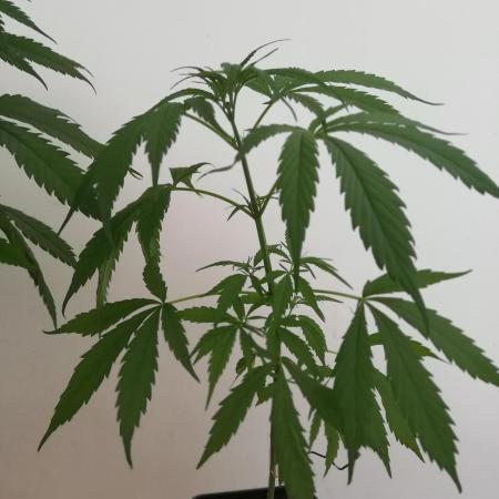 Cheesy Landrace GHSeeds