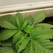 Grandpa Zombie IZI Contest