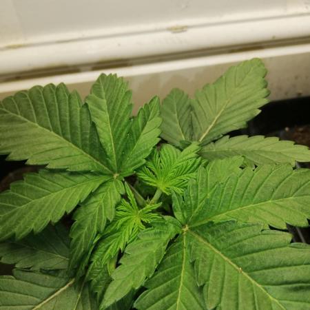 Grandpa Zombie IZI Contest