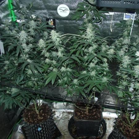 Sherbet Bananas🍌, Barney's Farm