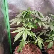 The White Sweet Candy OG One. F025