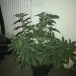 Sherbet Bananas🍌, Barney's Farm