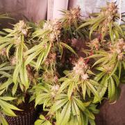The White Sweet Candy OG One. F025