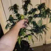 White Cheese.. Sensi seeds