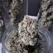 The White Sweet Candy OG One. F025