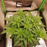 Grandpa Zombie IZI Contest