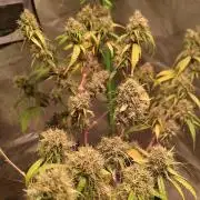 Cheesy Landrace GHSeeds