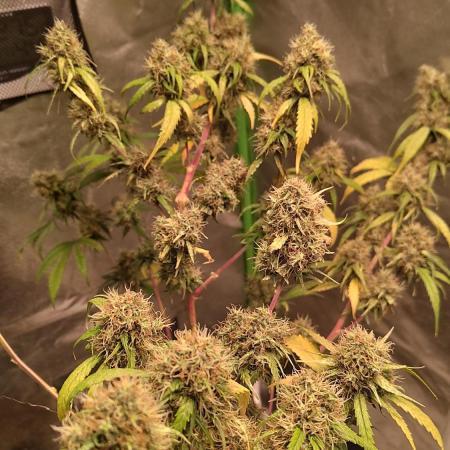 Cheesy Landrace GHSeeds