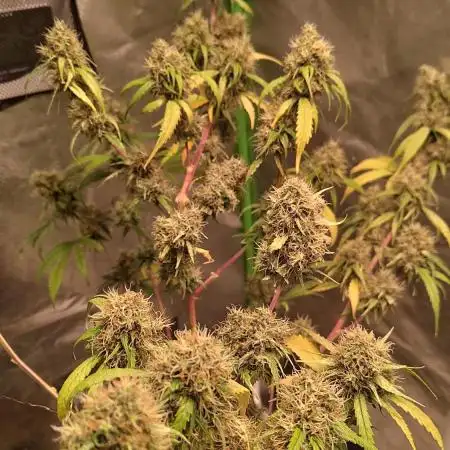 Cheesy Landrace GHSeeds