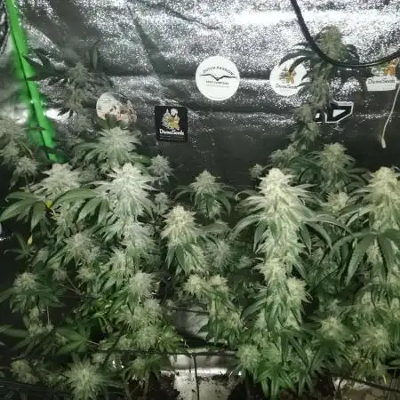 Sherbet Bananas🍌, Barney's Farm