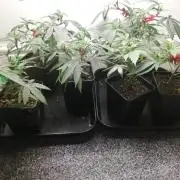 Mothers Little Runtz