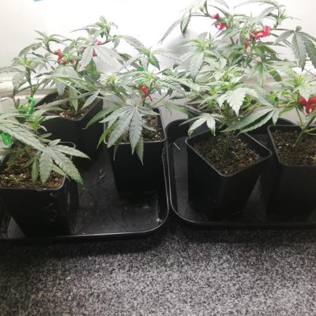 Mothers Little Runtz