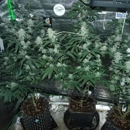 Sherbet Bananas🍌, Barney's Farm