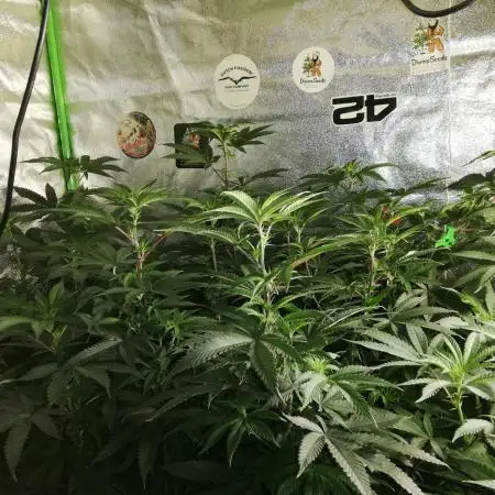 Sherbet Bananas🍌, Barney's Farm