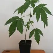 Super Silver Cheese.. WeedSeedShop