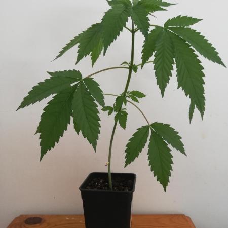 Super Silver Cheese.. WeedSeedShop