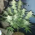 Critical Punch + New Feed Range..