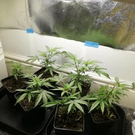 Clones from the mother, LC Runtz