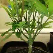 Grandpa Zombie IZI Contest