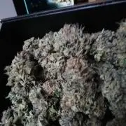 Sherbet Bananas🍌, Barney's Farm